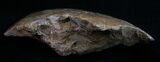 Polished Fossil Coral Head - Very Detailed #10384-2